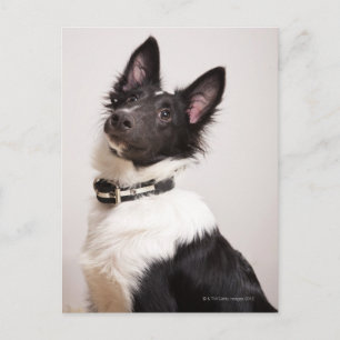 Portrait of black and white shetland sheepdog postcard