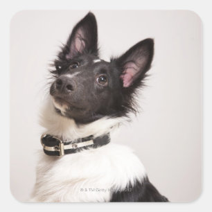 Portrait of black and white shetland sheepdog square sticker