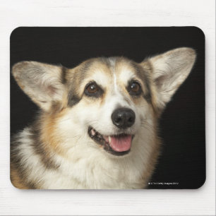 Portrait of black, brown and white Corgi Mouse Pad