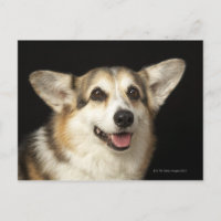 Portrait of black, brown and white Corgi
