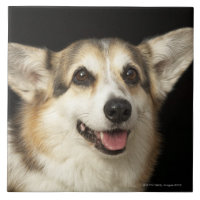 Portrait of black, brown and white Corgi