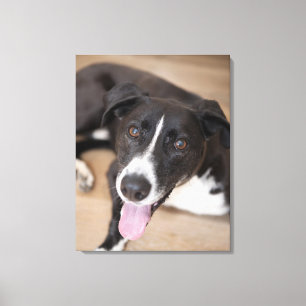 portrait of black dog canvas print