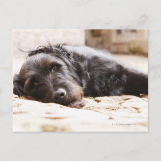 portrait of black dog lying in yard postcard