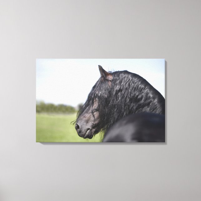 portrait of black horse with long mane canvas print (Front)