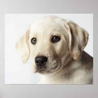 Portrait of blonde Labrador Retriever Puppy Poster