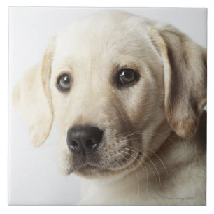 Portrait of blonde Labrador Retriever Puppy Tile