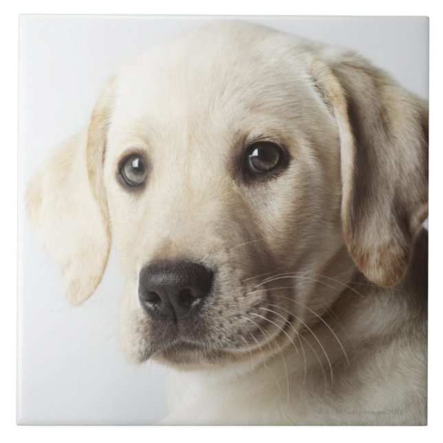 Portrait of blonde Labrador Retriever Puppy Tile (Front)