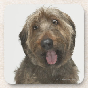 Portrait of Briard dog Coaster