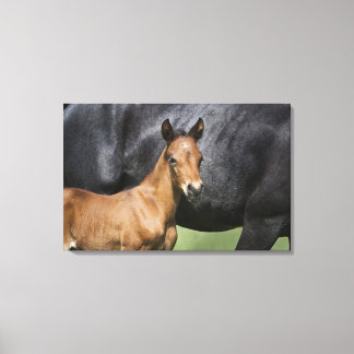 portrait of brown foal canvas print