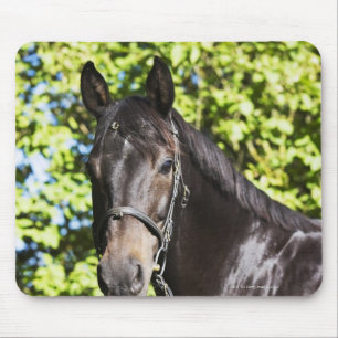 portrait of brown horse 2 mouse pad