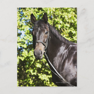 portrait of brown horse 2 postcard