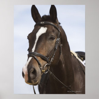 portrait of brown horse poster