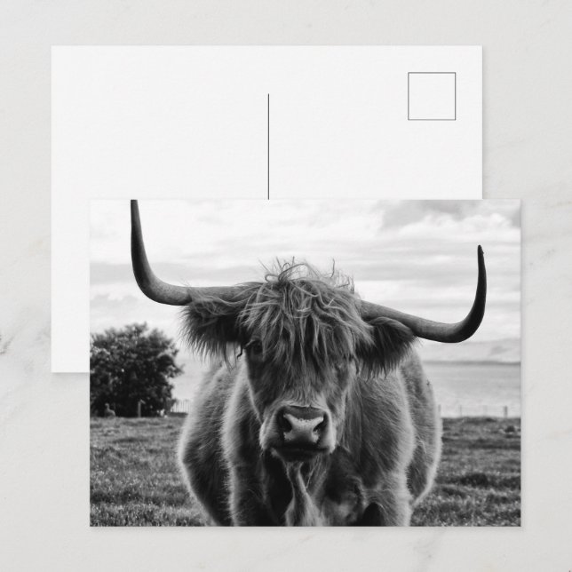 Portrait of bull postcard (Front/Back)
