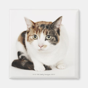 Portrait of Calico cat Magnet