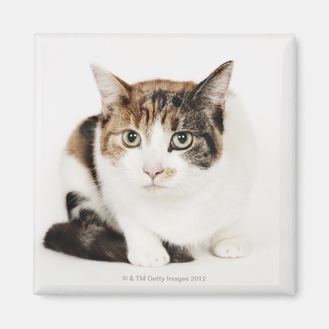 Portrait of Calico cat Magnet (Front)