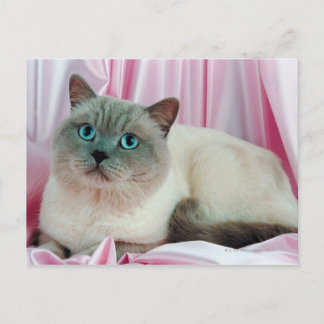Portrait of cat 4 postcard