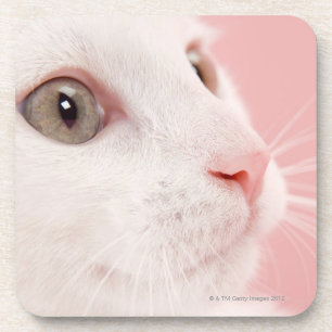 Portrait of cat coaster