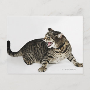 Portrait of cat hissing postcard