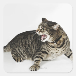 Portrait of cat hissing square sticker