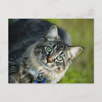 Portrait of cat outdoors postcard