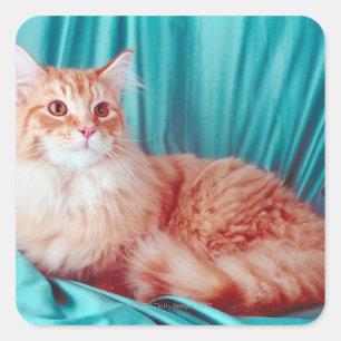 Portrait of cat square sticker