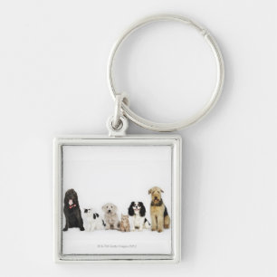 Portrait of cats and dogs sitting together key ring