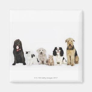 Portrait of cats and dogs sitting together magnet