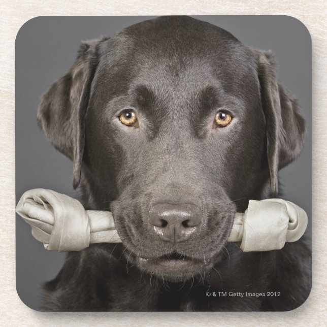 Portrait of chocolate labrador coaster (Front)