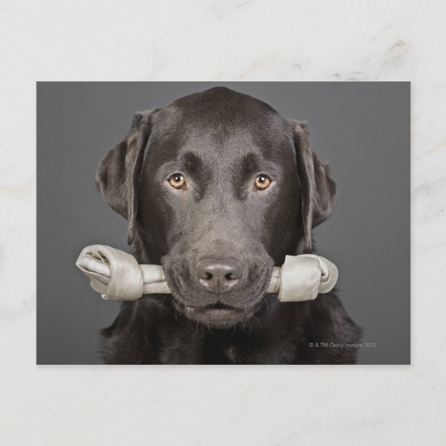 Portrait of chocolate labrador postcard (Front)