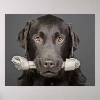Portrait of chocolate labrador poster