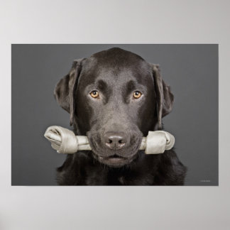 Portrait of chocolate labrador poster
