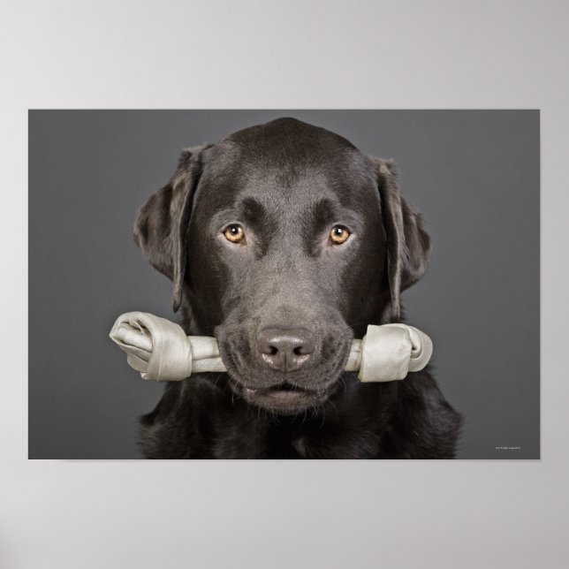 Portrait of chocolate labrador poster (Front)