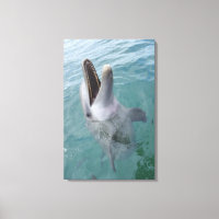 Portrait of Common Bottlenose Dolphin, Caribbean