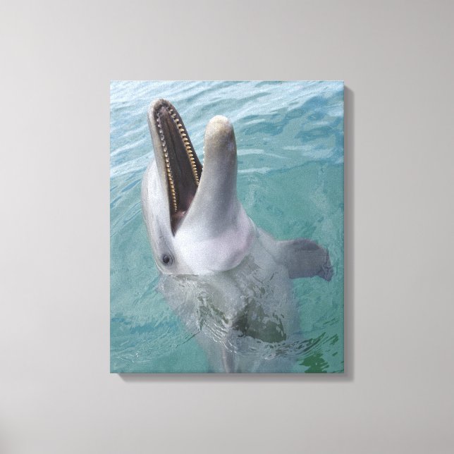 Portrait of Common Bottlenose Dolphin, Caribbean Canvas Print (Front)