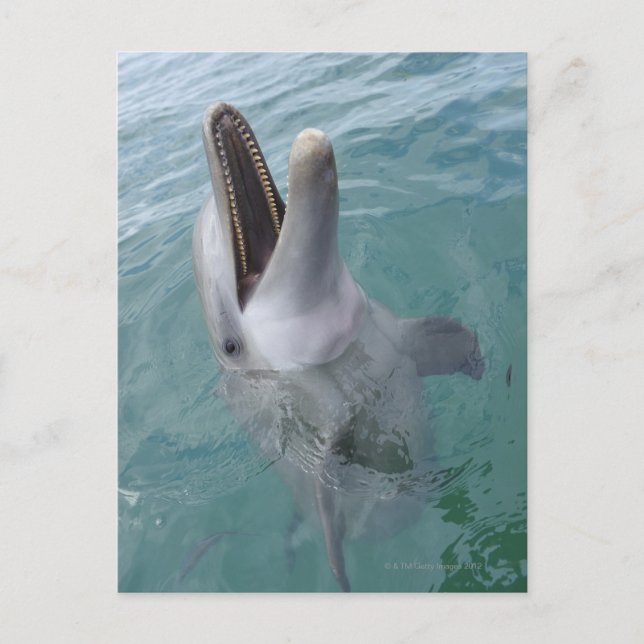 Portrait of Common Bottlenose Dolphin, Caribbean Postcard (Front)