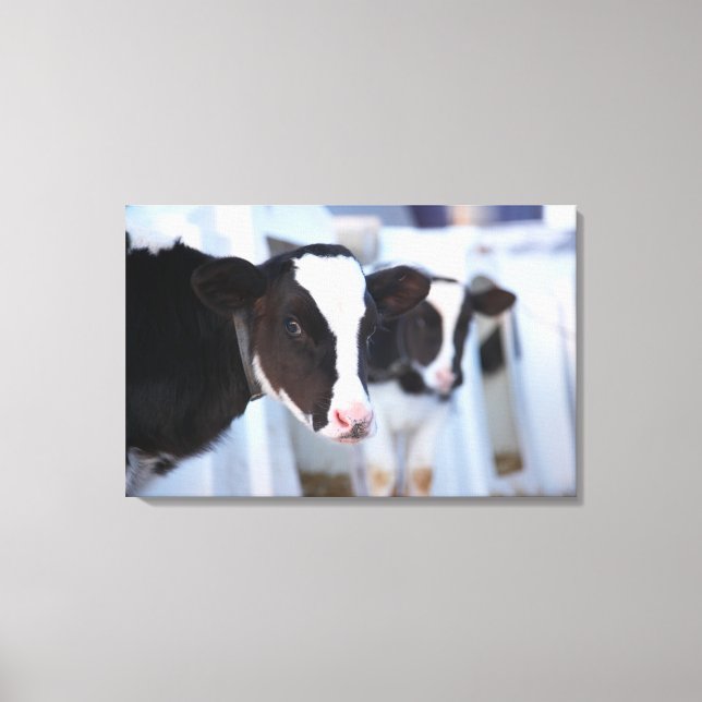 Portrait of cow canvas print (Front)