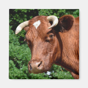 Portrait of cow in France Magnet