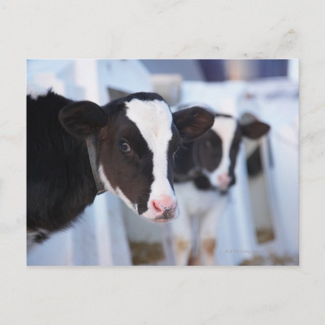 Portrait of cow postcard (Front)