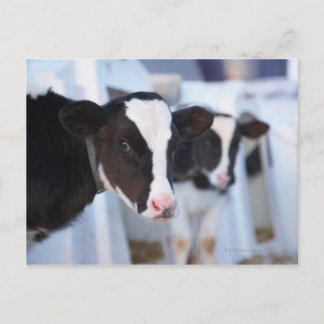 Portrait of cow postcard