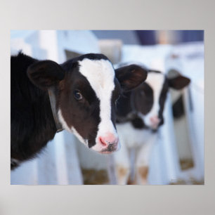 Portrait of cow poster