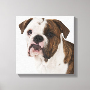 Portrait of cute bulldog pup canvas print