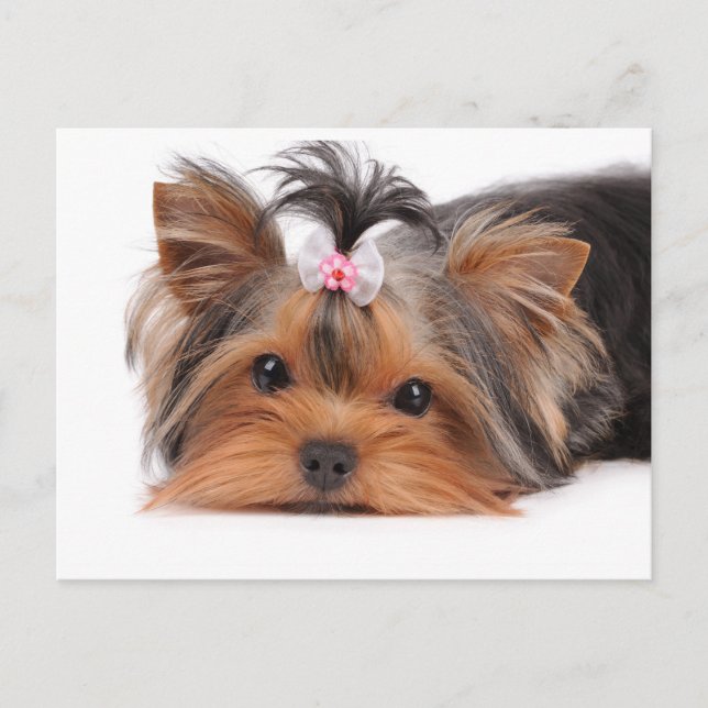 Portrait of cute puppy postcard (Front)
