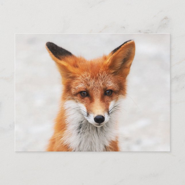 Portrait of cute wild red fox with beautiful eyes postcard (Front)