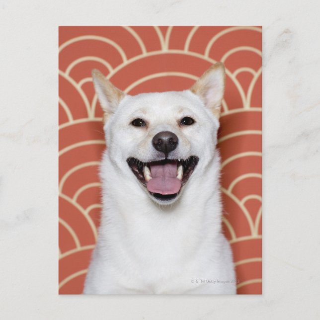 Portrait of Dog 3 Postcard (Front)