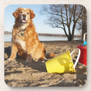 Portrait of dog at beach with sand toys, Ottawa, Coaster
