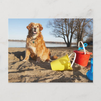 Portrait of dog at beach with sand toys, Ottawa, Postcard