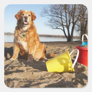 Portrait of dog at beach with sand toys, Ottawa, Square Sticker