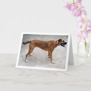 Portrait of Dog Card