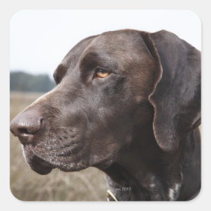 Portrait of Dog, Houston, Texas, USA Square Sticker