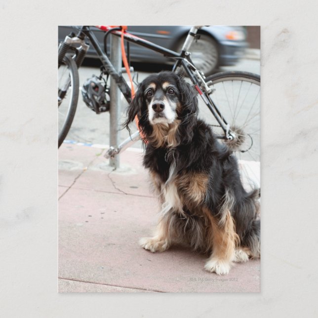 Portrait of dog waiting expectantly for owner; postcard (Front)